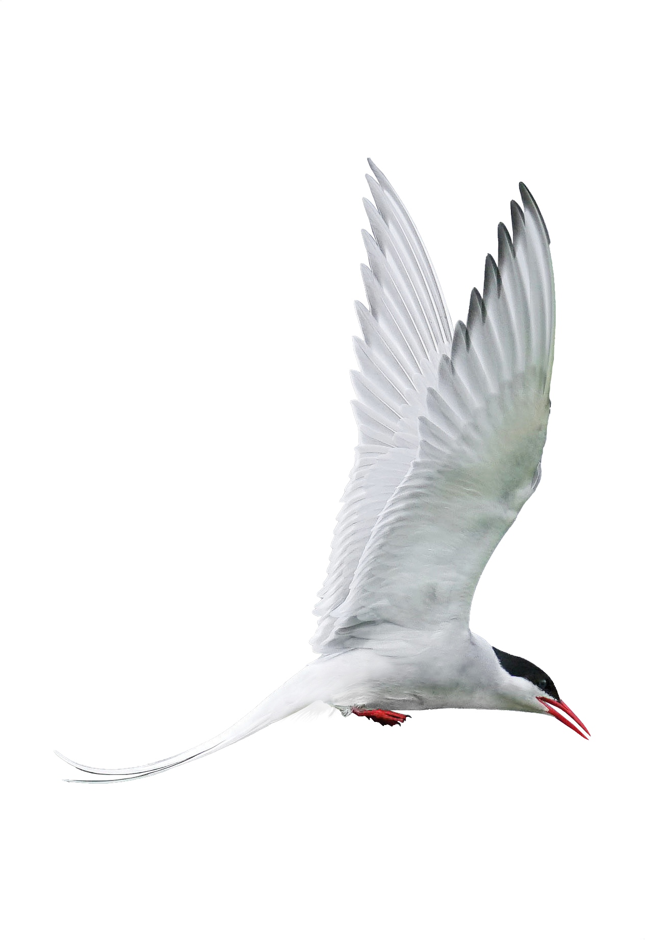 Arctic Tern